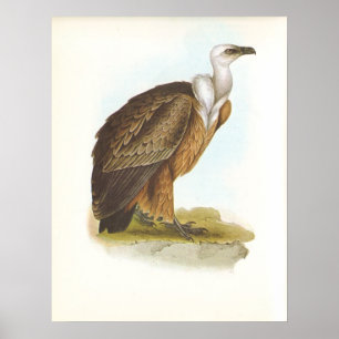 Gould - Griffon gam - Gypsfulvus Poster