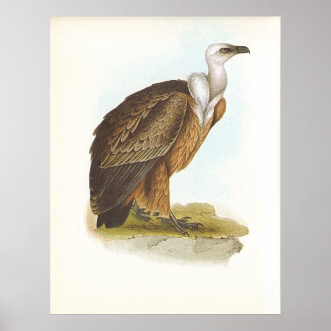 Gould - Griffon Vculture - Gyps fulvus Poster (Framsidan)