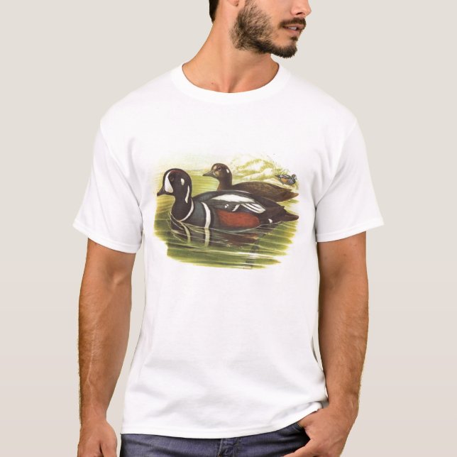 Gould - Harlequinanka - Histrionicus histrionicus Tee (Framsida)