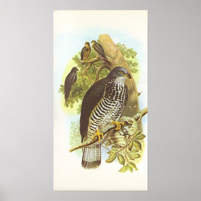 Gould - Honung Buzzard - Pernis apivorus Poster (Framsidan)