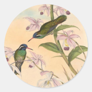 Gould Hummingbird and Orchids Runt Klistermärke