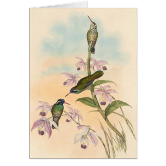Gould Hummingbirds och Orchids Hälsningskort