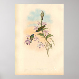 Gould Hummingbirds och Orchids Poster