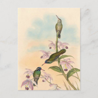 Gould Hummingbirds och Orchids Vykort