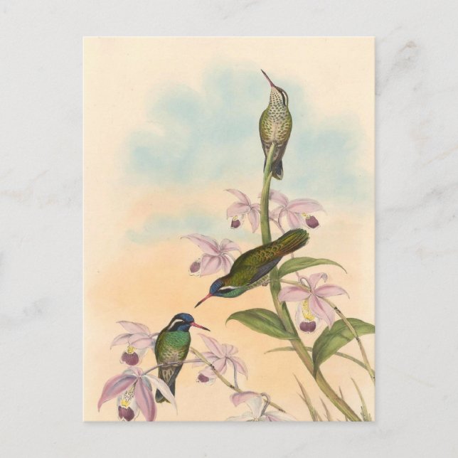 Gould Hummingbirds och Orchids Vykort (Framsida)