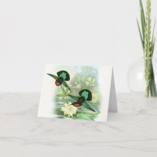 Gould Hummingbirdsnäckrosor noterar kort