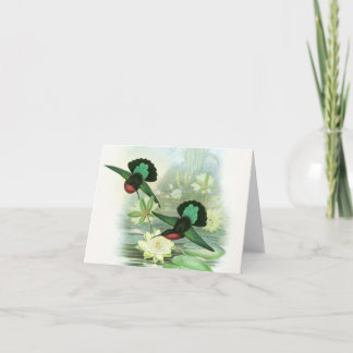 Gould Hummingbirdsnäckrosor noterar kort