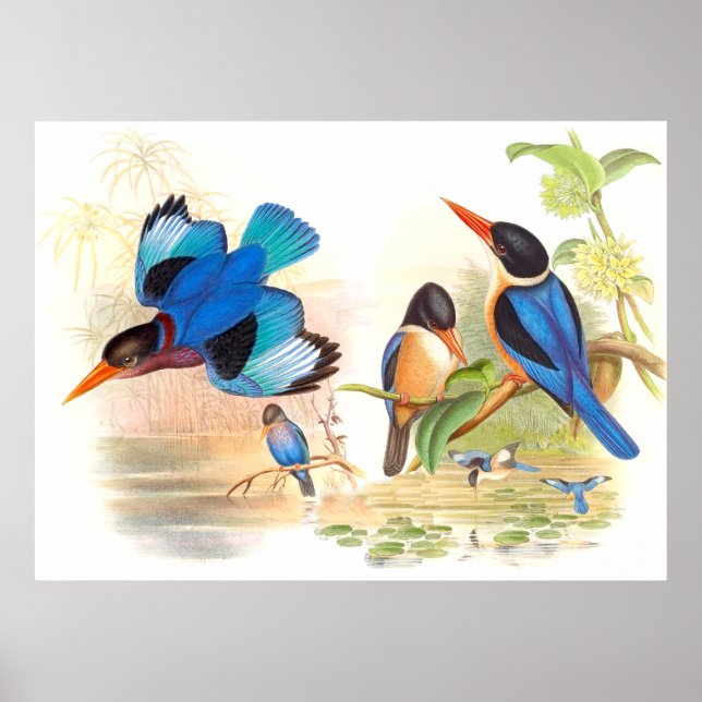 Gould Kingfisher Birds Poster (Framsidan)