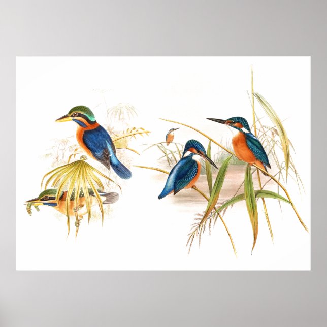 Gould Kingfisher Birds Poster (Framsidan)