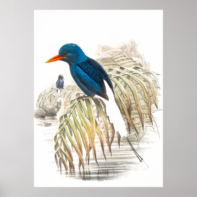 Gould Kingfisher Birds Poster (Framsidan)