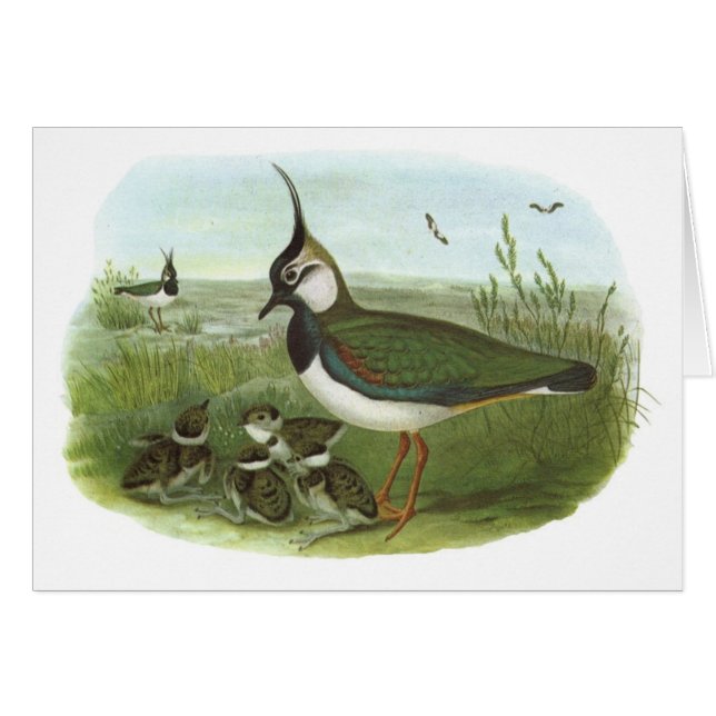 Gould - Lapwing - Vanellusvanellus Hälsningskort (Framsidan Horizontal)