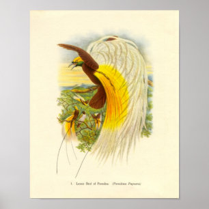 Gould - Lesser fågel av paradisportföljen Poster