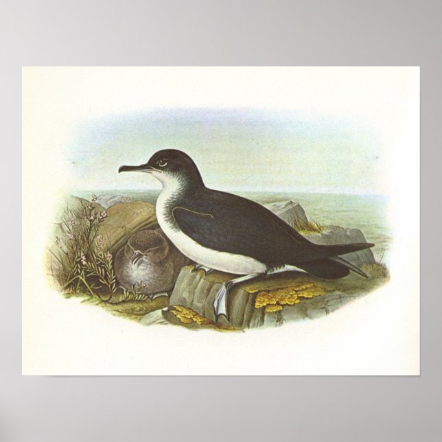 Gould - Manx Shearwater - Procellaria puffinus Poster (Framsidan)