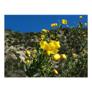 Gould Mesa Trail, CA Fototryck