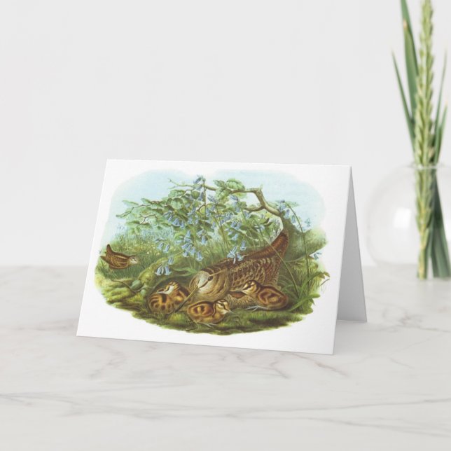 Gould - morkulla - Scolopaxrusticola Kort (Framsida)