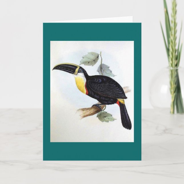 Gould - Osculant Toucan Kort (Framsida)