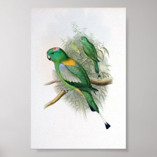 Gould - Racket-Tails Parrot Poster