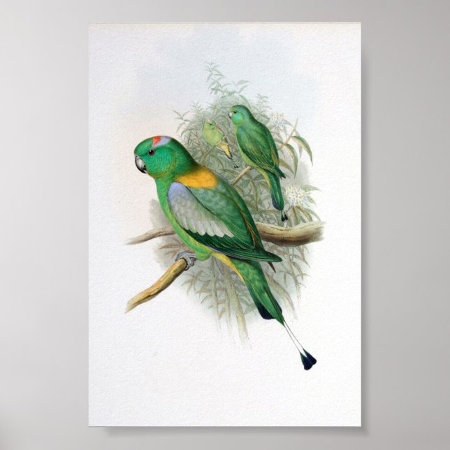 Gould - Racket-Tails Parrot Poster (Framsidan)