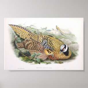 Gould - Reeve's Pheasant Portfolio Poster