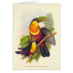 Gould - Röd-Gick mot Toucan Hälsningskort