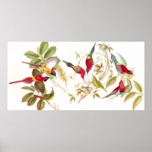 Gould Sunbird fågelaffisch Poster