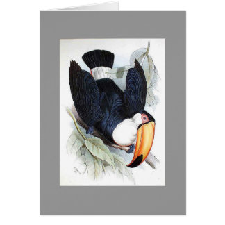 Gould - Toco Toucan Hälsningskort