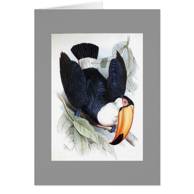 Gould - Toco Toucan Hälsningskort (Framsidan)