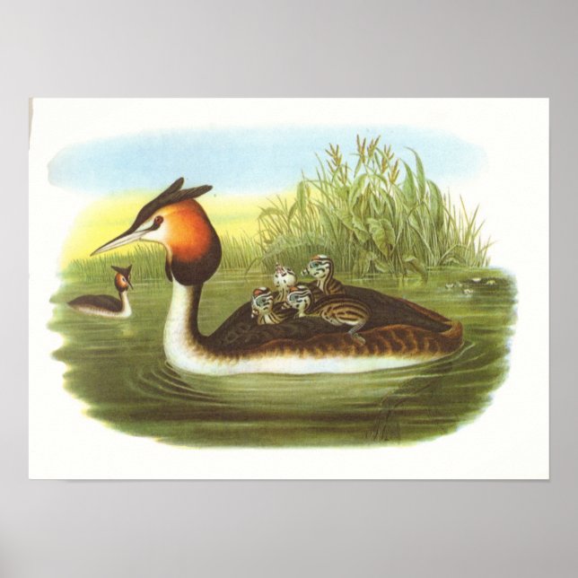 Gould - Underbar Grebe - Podiceps cristatus Poster (Framsidan)