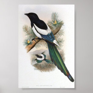 Gould - Vit-Påskyndad skataportföljaffisch Poster