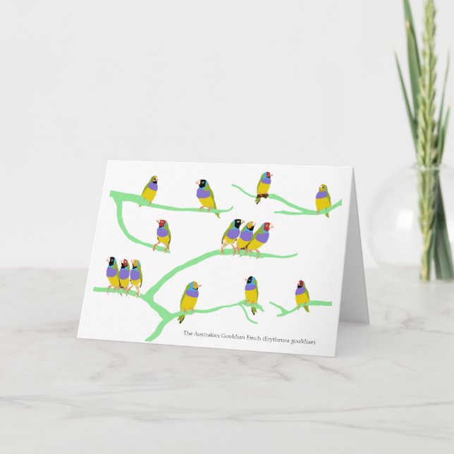 Gouldian Finch (Erythrura gouldiae) Kort (Framsida)