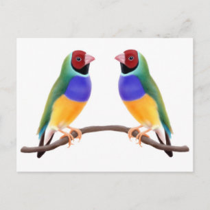 Gouldian Finch Friends Vykort