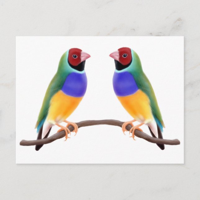 Gouldian Finch Friends Vykort (Framsida)
