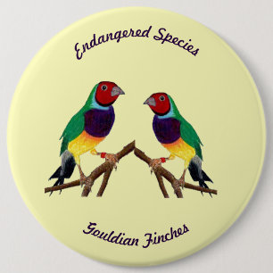 ~ Gouldian Finch ~ Original Art ~ Button Knapp
