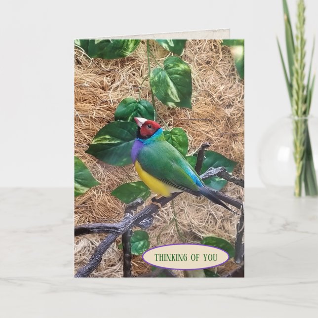 Gouldian Finch på gren för att du tänker på dig Kort (Framsida)