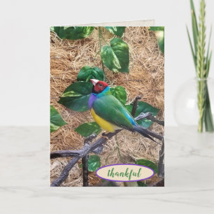 Gouldian Finch på gren för tack Kort