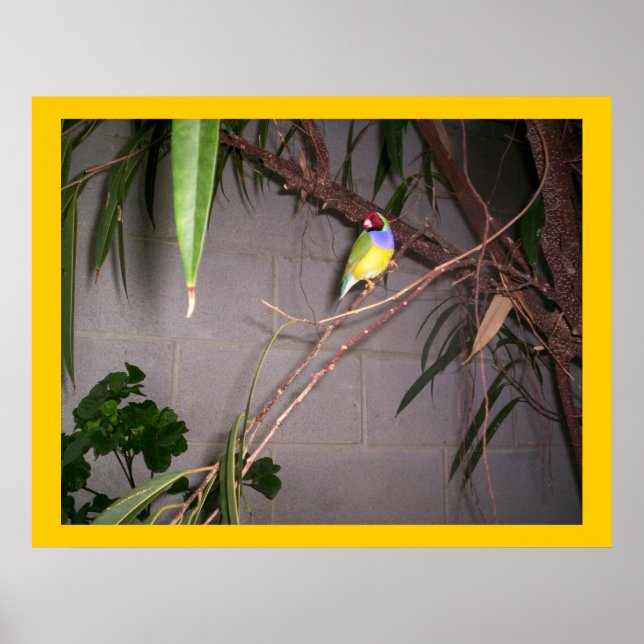 Gouldian Finch Poster (Framsidan)