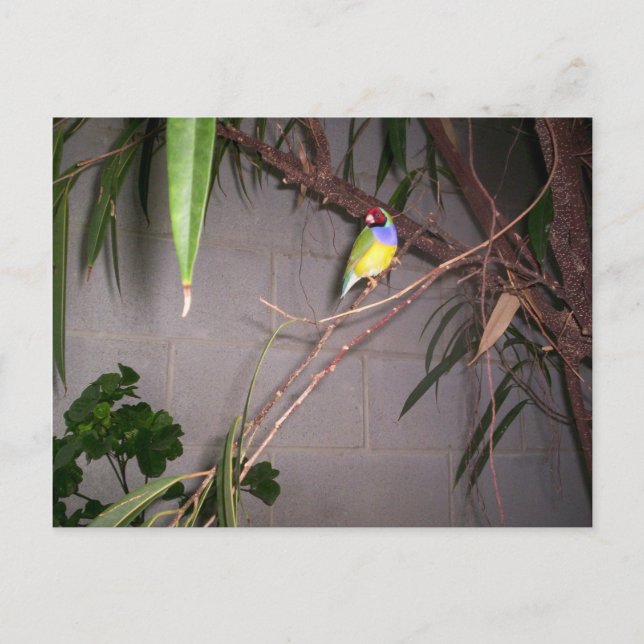 Gouldian Finch Vykort (Framsida)