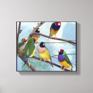 Gouldian Finches Canvastryck