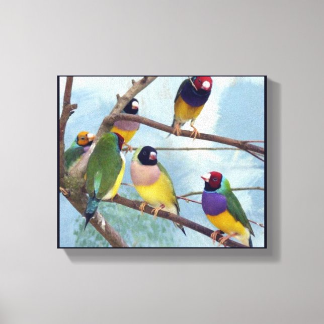 Gouldian Finches Canvastryck (Framsida)