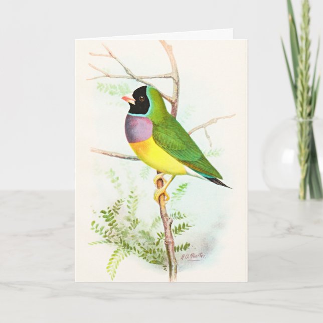 Gouldian Rainbow Finch hotade Australian Bird Kort (Framsida)