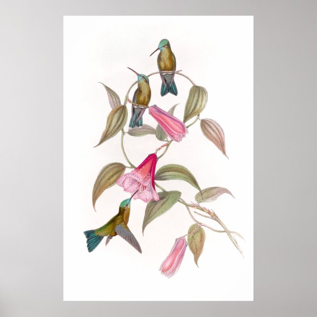 Goulds Hummingbird Poster (Framsidan)