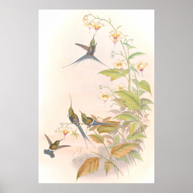 Goulds Hummingbird Poster (Framsidan)