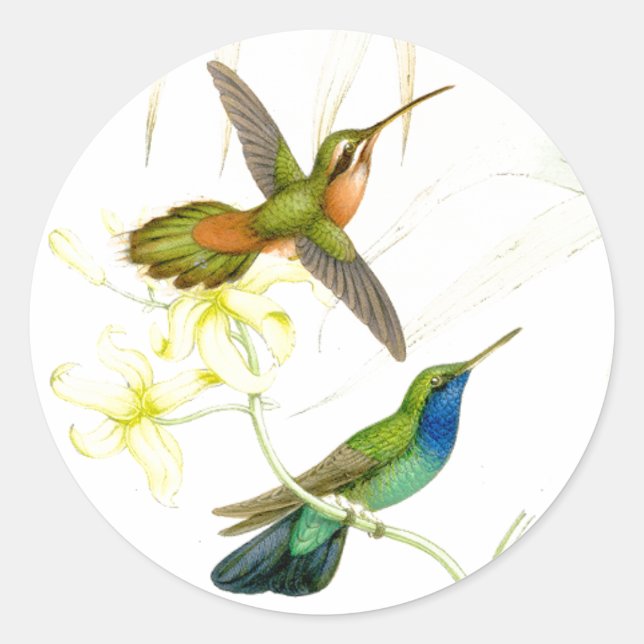Goulds Hummingbird Stickers Runt Klistermärke (Framsida)
