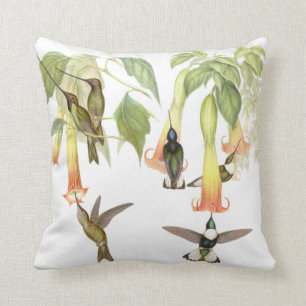 Goulds Hummingbirds kudder Kudde