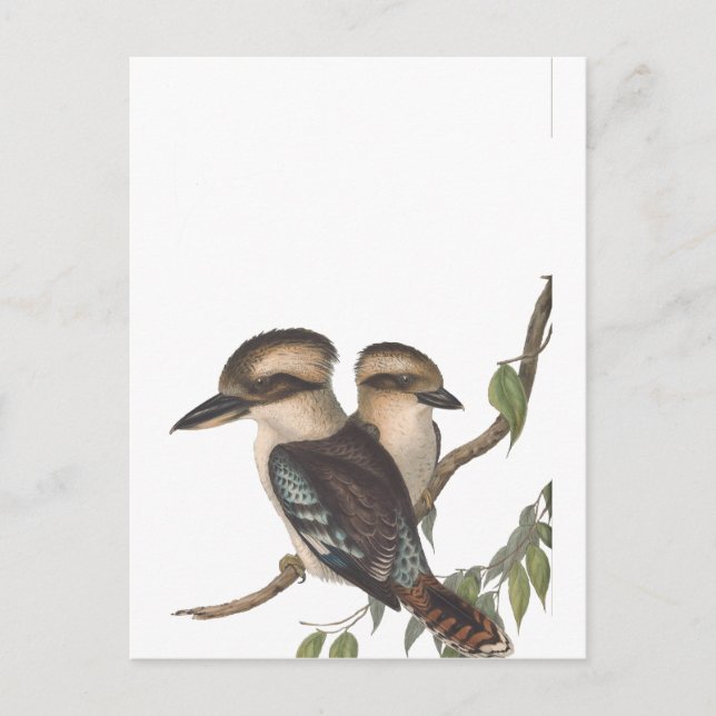 Goulds kungsfiskare Australiana Meddelande Vykort (Framsida)