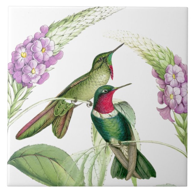 Gouldss Hummingbirds belägger med tegel Kakelplatta (Framsidan)