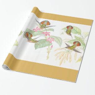 Gouldss Hummingbirds som slår in papper Presentpapper