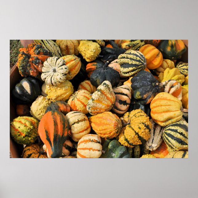 Gourds Galore! - POSTER (Framsidan)