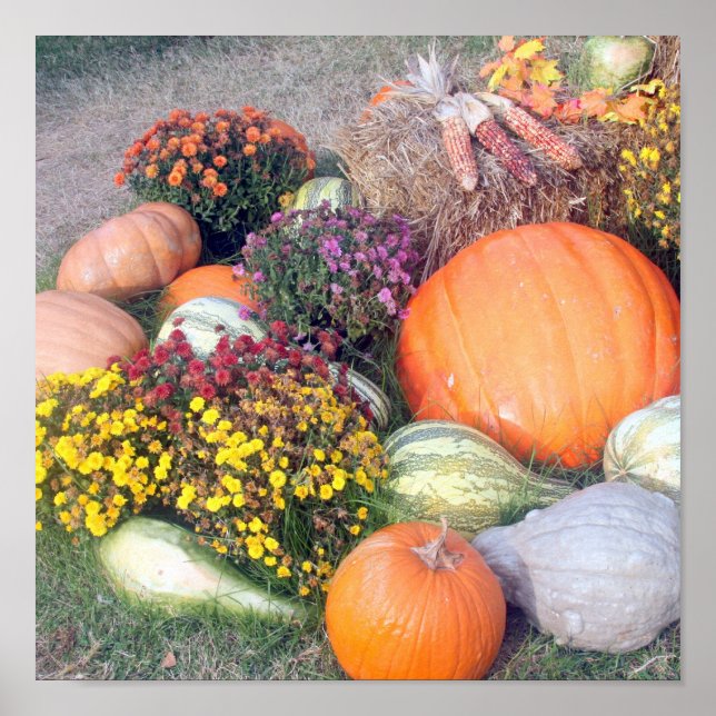 Gourds och Pumpkins Poster (Framsidan)
