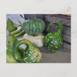 Gourds Vykort